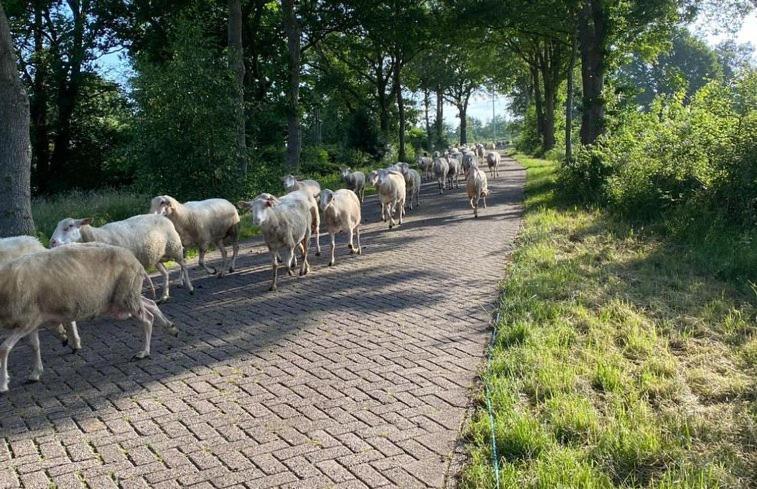 Singelstate Het Tuinhuis Gorredijk Zewnętrze zdjęcie
